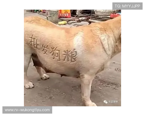 刘洋家的狗吃的都比我一个月工资多