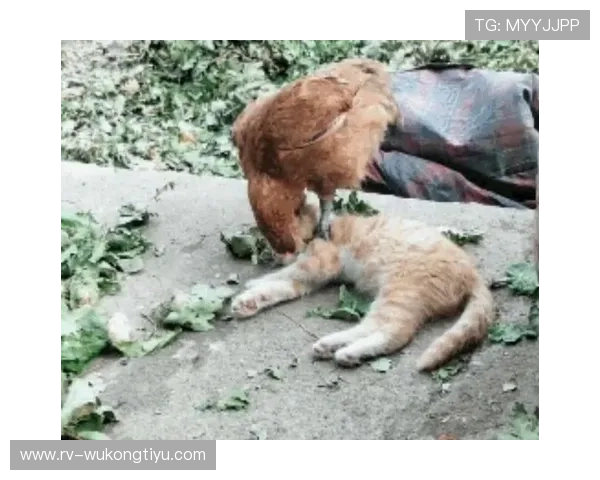 谌龙训练完直接躺地上跟家里猫似的,这差距也太大了吧…